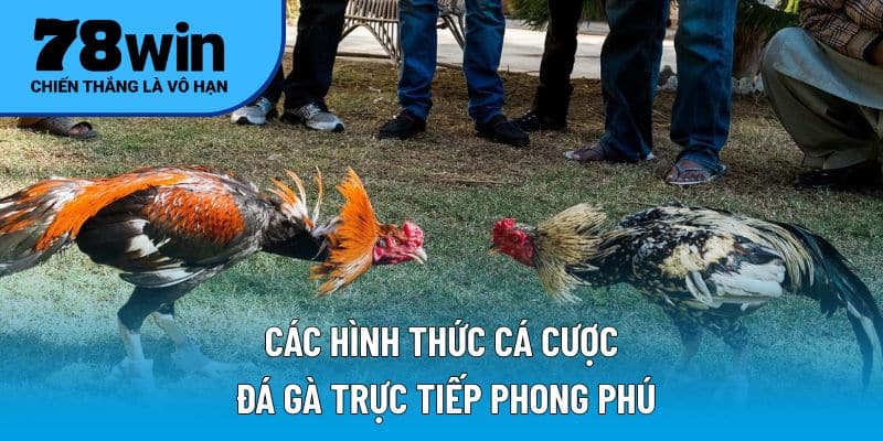 Các hình thức cá cược đá gà trực tiếp phong phú